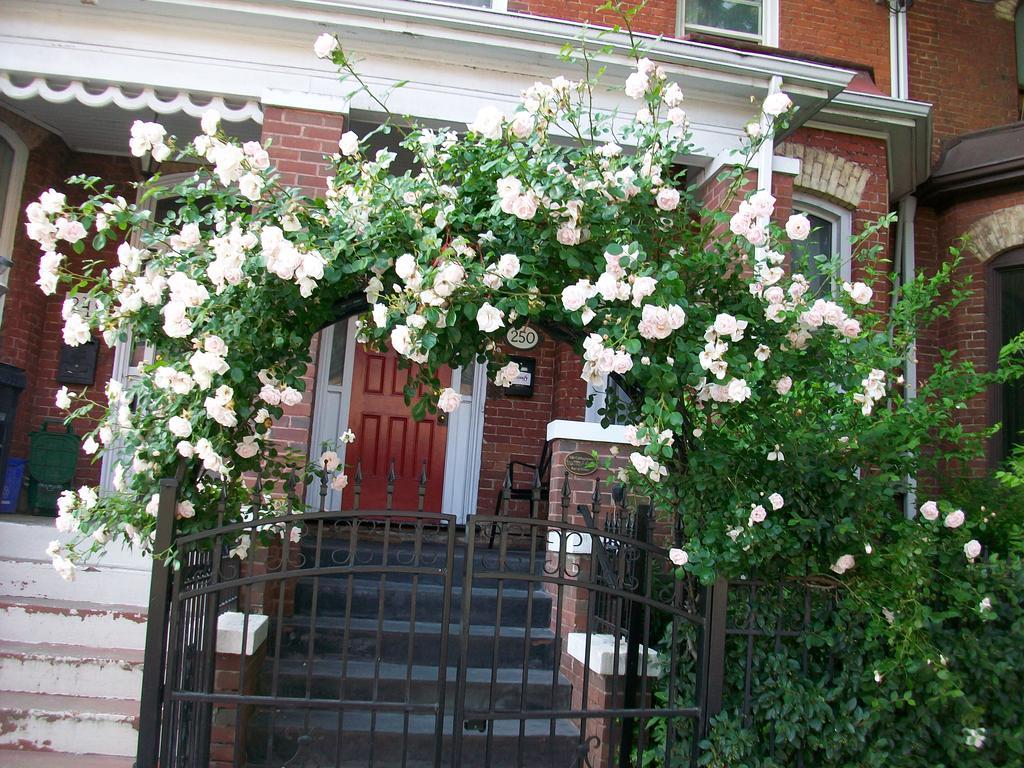 Comfy Guesthouse & Suite Toronto Eksteriør bilde