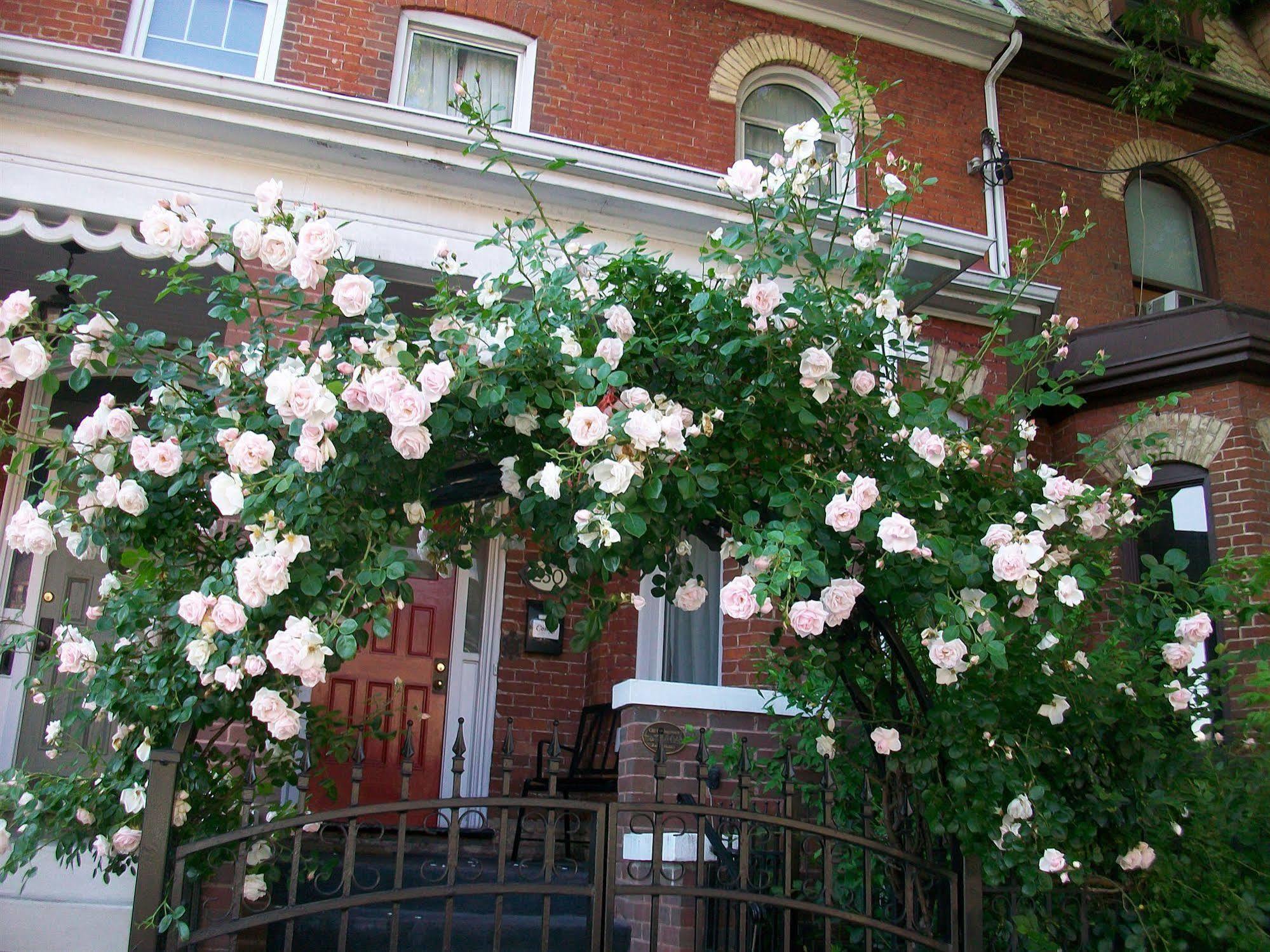 Comfy Guesthouse & Suite Toronto Eksteriør bilde
